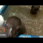 WATCH: A Cruel Ending for Sea Lion in Peru