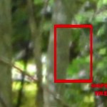 WATCH: Does This Verify Bigfoot Sighting?