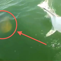 What These Fishermen Caught On Camera Is Almost Unbelievable